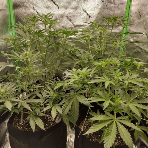 Trainwreck Auto growlog timeline photo