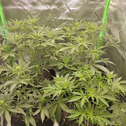 Trainwreck Auto growlog timeline photo