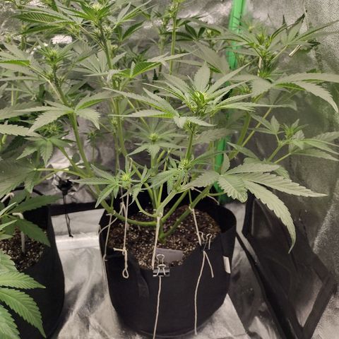 Trainwreck Auto growlog timeline photo