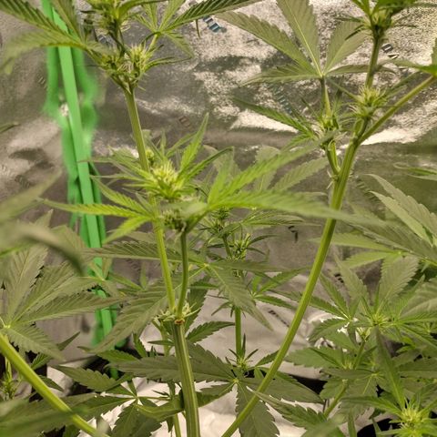 Trainwreck Auto growlog timeline photo