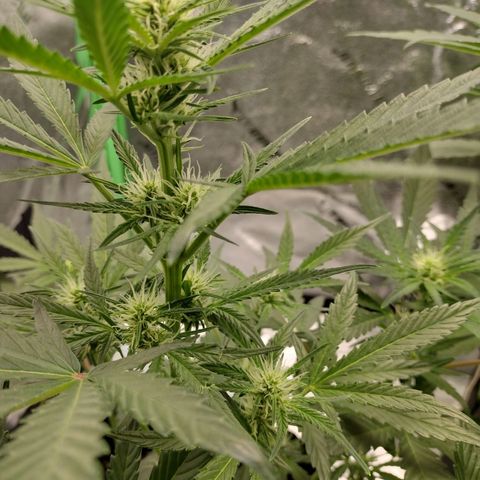 Trainwreck Auto growlog timeline photo