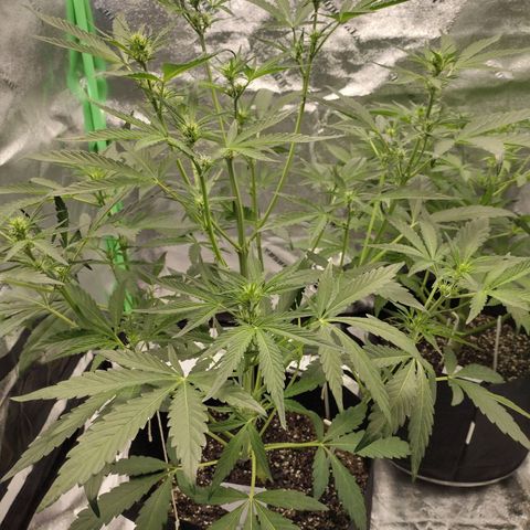 Trainwreck Auto growlog timeline photo