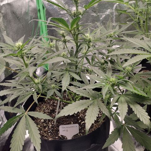 Trainwreck Auto growlog timeline photo