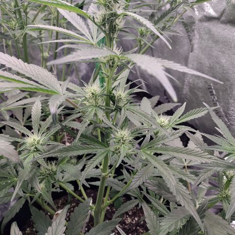 Trainwreck Auto growlog timeline photo