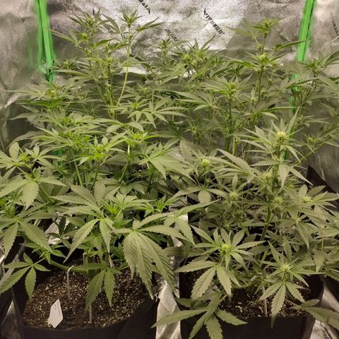 Trainwreck Auto growlog timeline photo