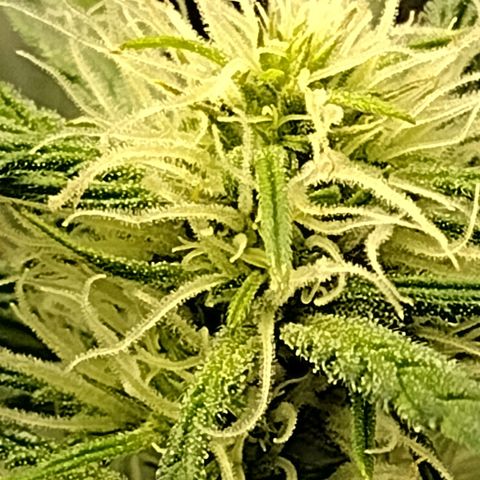 Trainwreck Auto growlog timeline photo