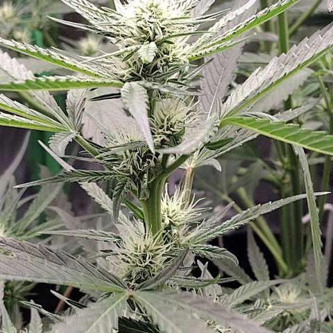 Trainwreck Auto growlog timeline photo
