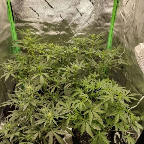 Trainwreck Auto growlog timeline photo