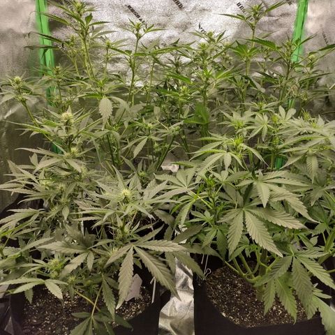 Trainwreck Auto growlog timeline photo