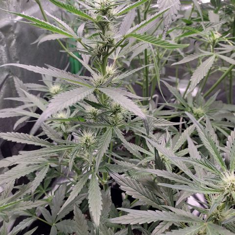 Trainwreck Auto growlog timeline photo