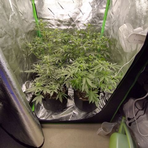 Trainwreck Auto growlog timeline photo