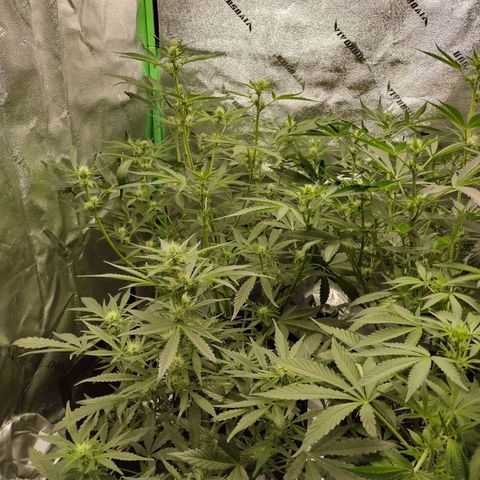 Trainwreck Auto growlog timeline photo