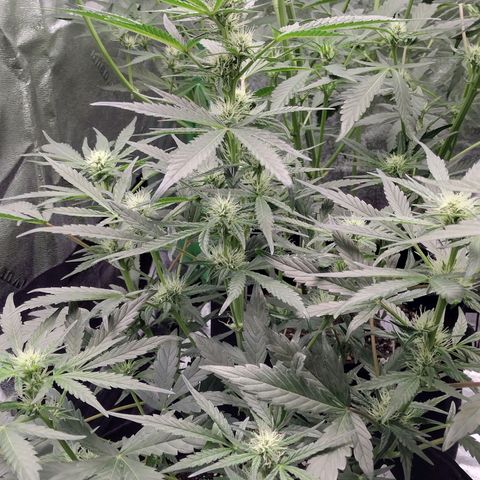 Trainwreck Auto growlog timeline photo