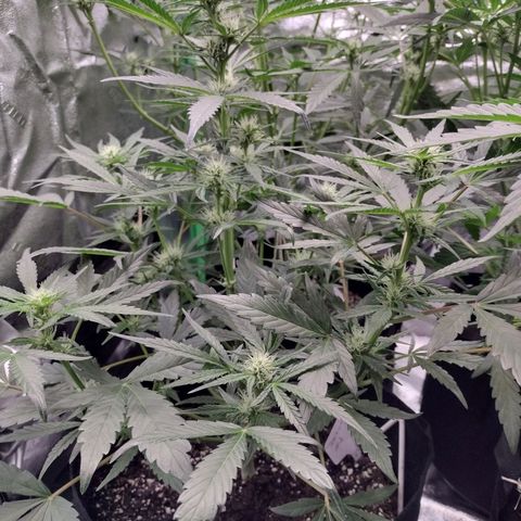 Trainwreck Auto growlog timeline photo