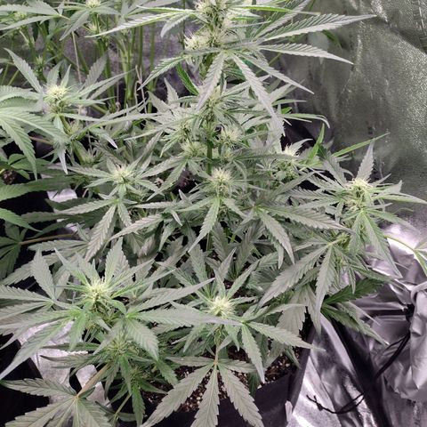 Trainwreck Auto growlog timeline photo