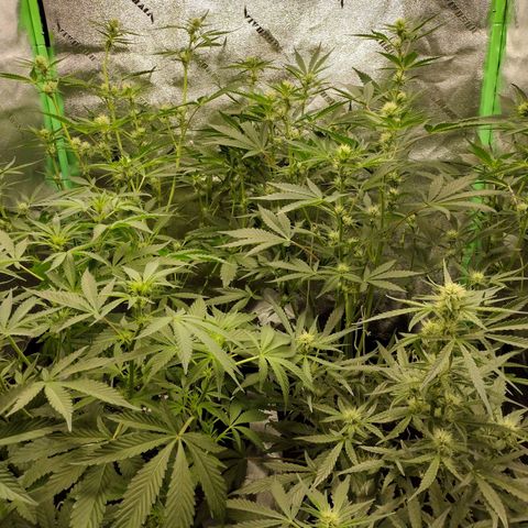 Trainwreck Auto growlog timeline photo