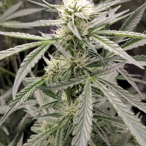Trainwreck Auto growlog timeline photo
