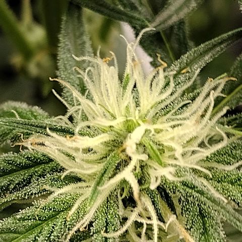 Trainwreck Auto growlog timeline photo