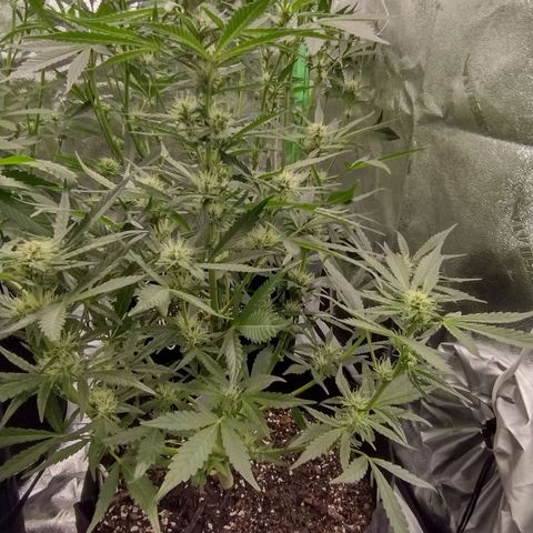Trainwreck Auto growlog timeline photo