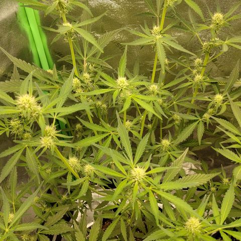 Trainwreck Auto growlog timeline photo