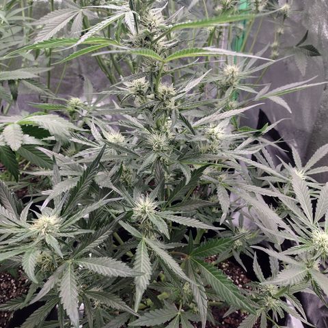 Trainwreck Auto growlog timeline photo