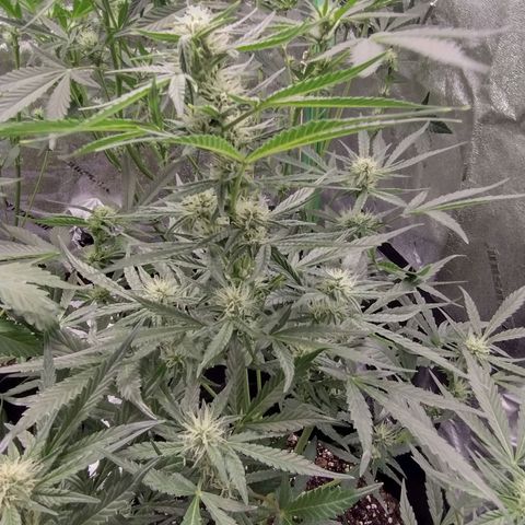 Trainwreck Auto growlog timeline photo