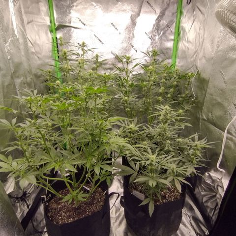 Trainwreck Auto growlog timeline photo