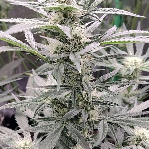 Trainwreck Auto growlog timeline photo