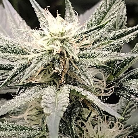 Trainwreck Auto growlog timeline photo