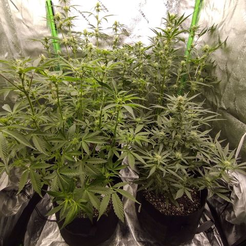 Trainwreck Auto growlog timeline photo