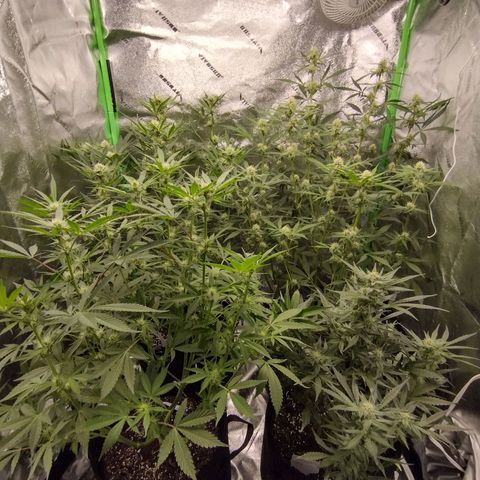 Trainwreck Auto growlog timeline photo