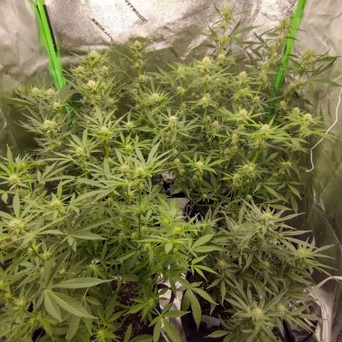 Trainwreck Auto growlog timeline photo