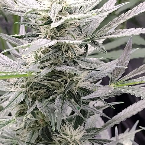 Trainwreck Auto growlog timeline photo