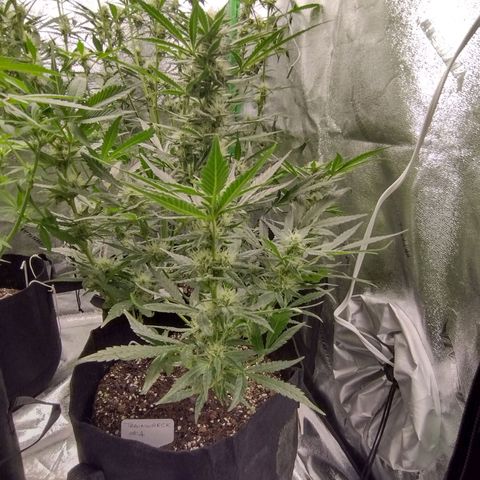 Trainwreck Auto growlog timeline photo