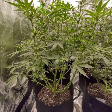 Trainwreck Auto growlog timeline photo