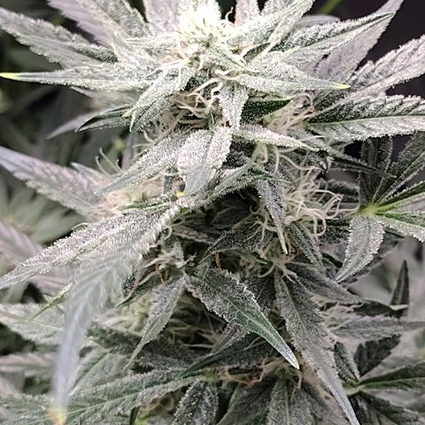 Trainwreck Auto growlog timeline photo
