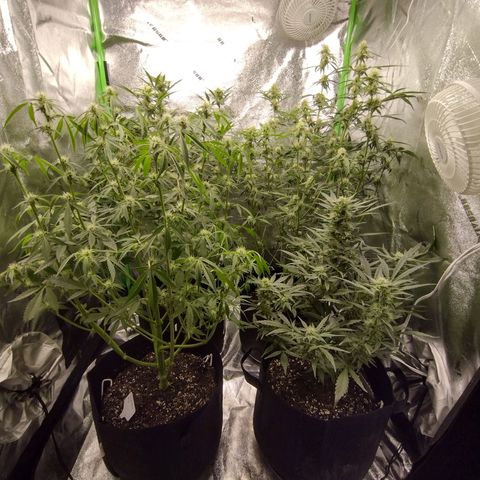Trainwreck Auto growlog timeline photo