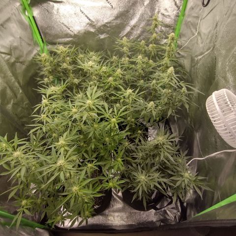 Trainwreck Auto growlog timeline photo
