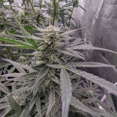 Trainwreck Auto growlog timeline photo