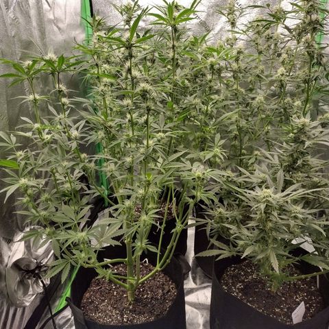 Trainwreck Auto growlog timeline photo