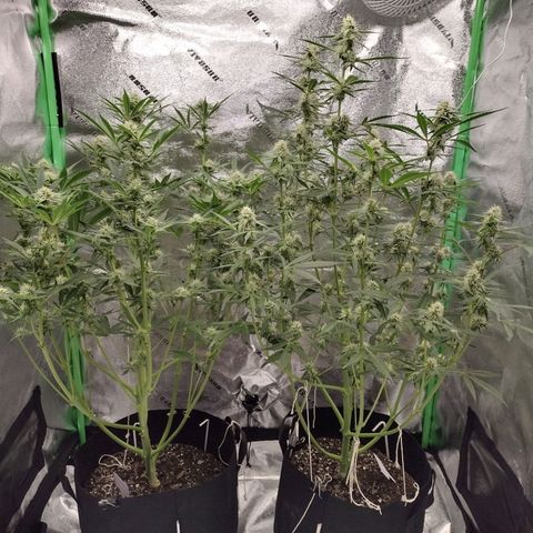 Trainwreck Auto growlog timeline photo