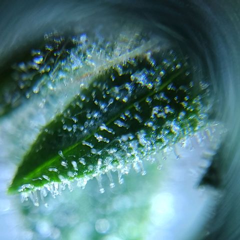 Trainwreck Auto growlog timeline photo