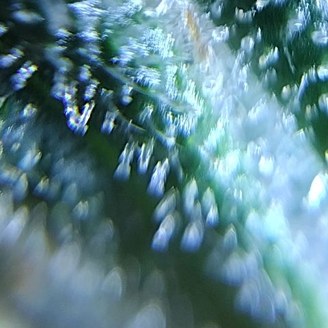 Trainwreck Auto growlog timeline photo