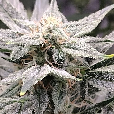Trainwreck Auto growlog timeline photo