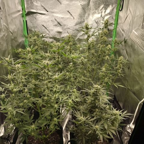 Trainwreck Auto growlog timeline photo