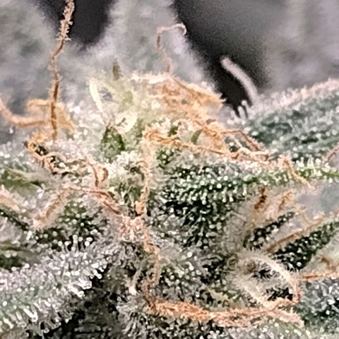 Trainwreck Auto growlog timeline photo