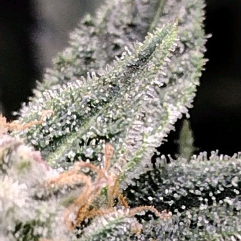 Trainwreck Auto growlog timeline photo