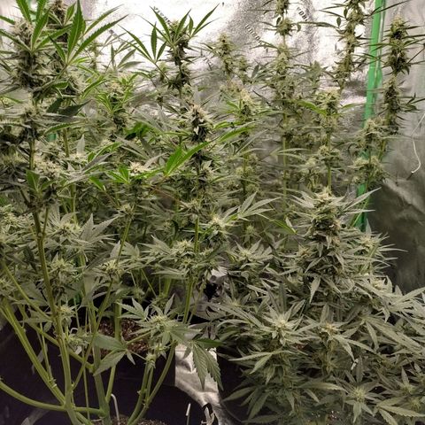 Trainwreck Auto growlog timeline photo
