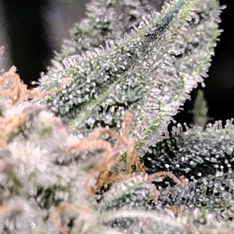 Trainwreck Auto growlog timeline photo