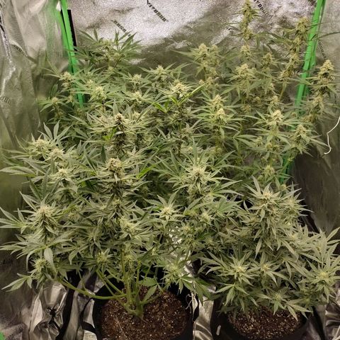 Trainwreck Auto growlog timeline photo